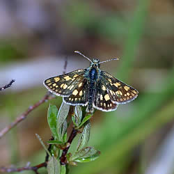 chequered skipper butterfly